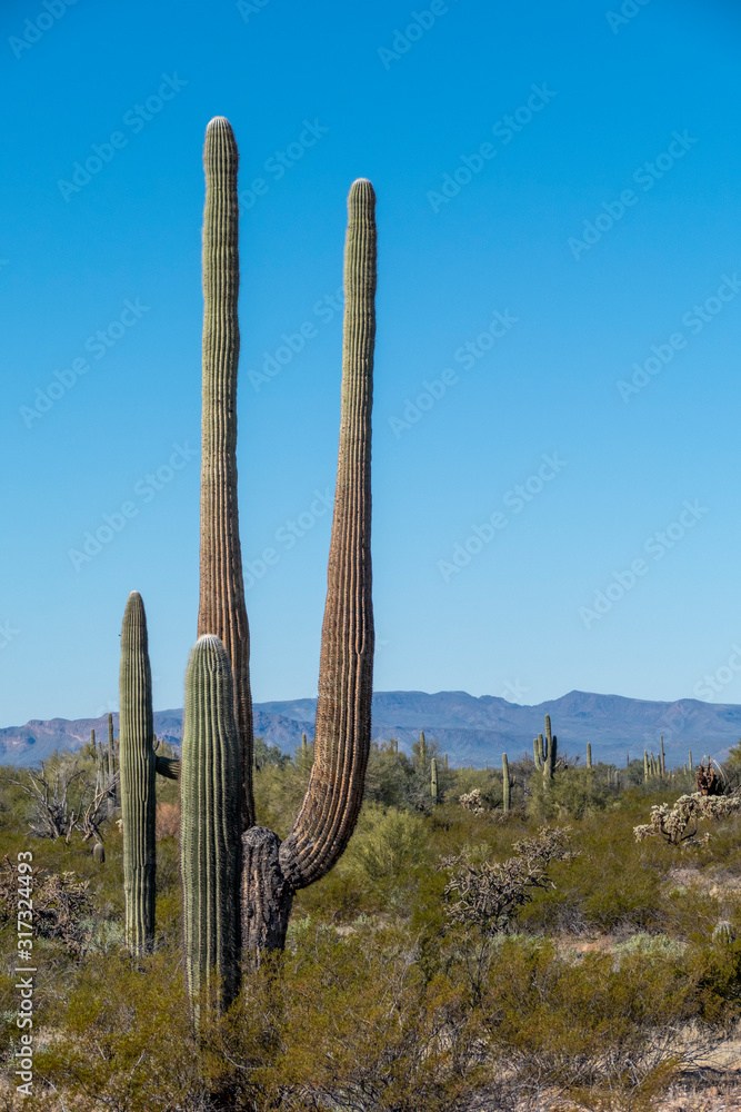 The cacti of Arizona’s Sonoran Desert stand like a vast, silent army at Organ Pipe Cactus National Monument