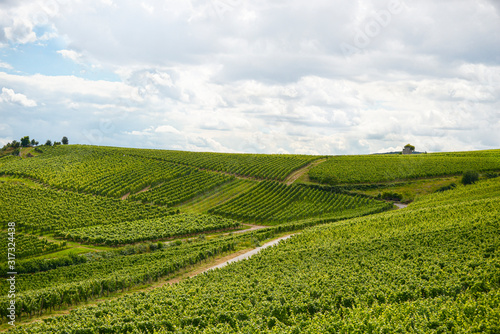 Beautiful wineries in the summer season of western Germany  visible road between rows of grapes.