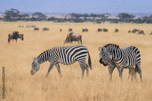 Cebras en sabana Africana (Kenia)