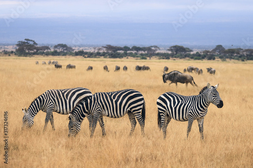 zebras and wildebeast in the savannah