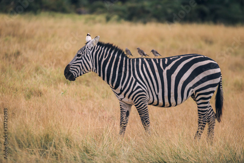 zebra in the grass