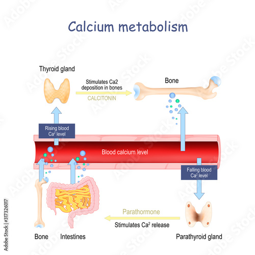 Calcium metabolism, and impact on human organs. vitamin d deficiency.