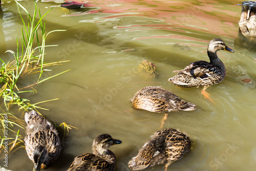 Playful ducks on the Red Lake (also known as Lake Ghilcoş or the Killer lake) photo