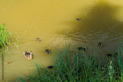 Playful ducks on the Red Lake (also known as Lake Ghilcoş or the Killer lake) photo