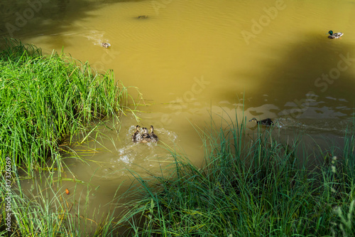 Playful ducks on the Red Lake (also known as Lake Ghilcoş or the Killer lake) photo