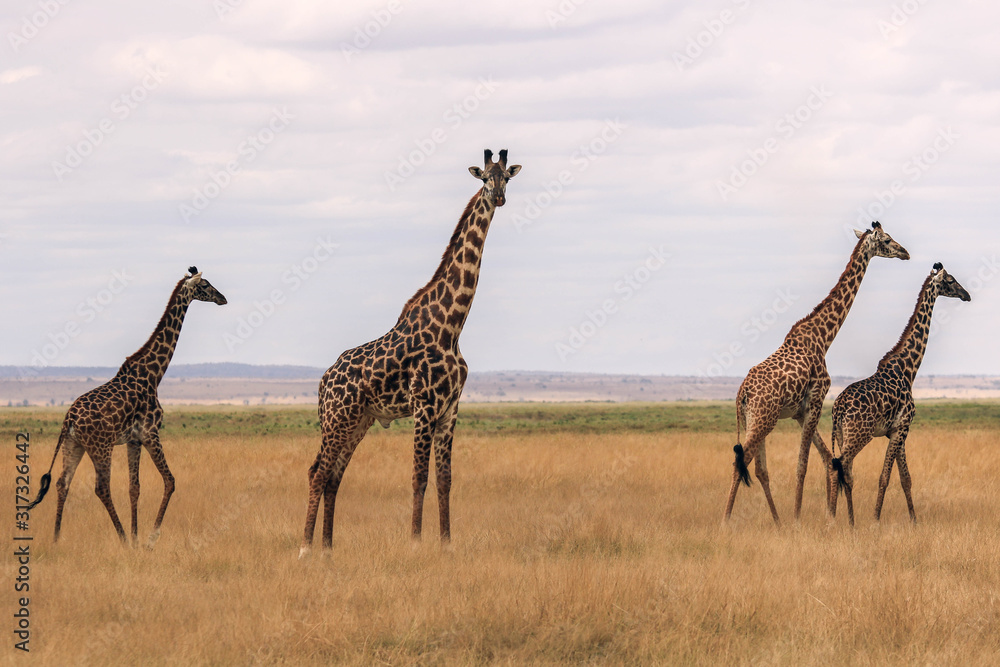 giraffe in the savannah