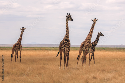 giraffe in the savannah © XAVIER