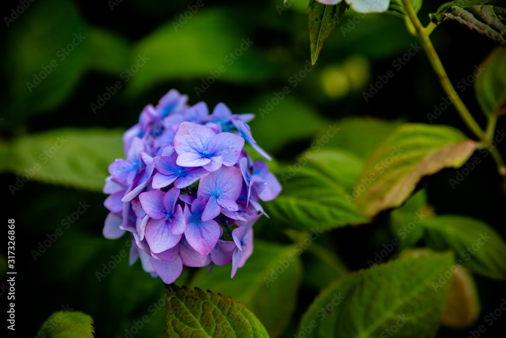 Blooming great bush of pink flower hydrangea in the garden.Beautiful bush of pink hydrangea flowers in park. Hydrangea Season in Japan.Many blue hydrangea flowers growing in garden, floral background Blooming great bush of pink flower hydrangea in the garden.Beautiful bush of pink hydrangea flowers in park. Hydrangea Season in Japan.Many blue hydrangea flowers growing in garden, floral background