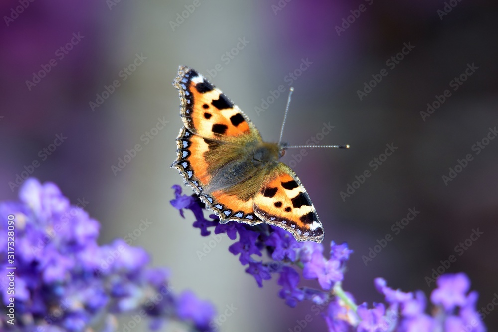 Naklejka premium Small tortoiseshell