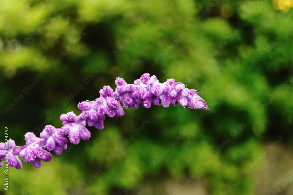 Water droplets on blooming purple flower Water droplets on blooming purple flower