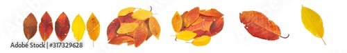 Bright autumn leaves on a white background isolated.