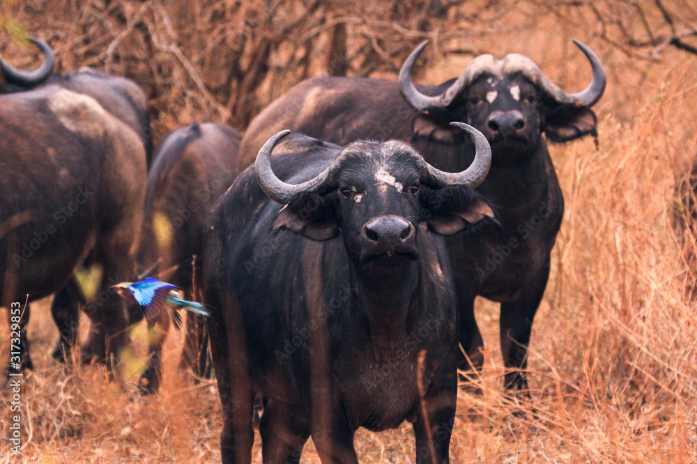 Naklejka premium buffalo in Kenya with bird