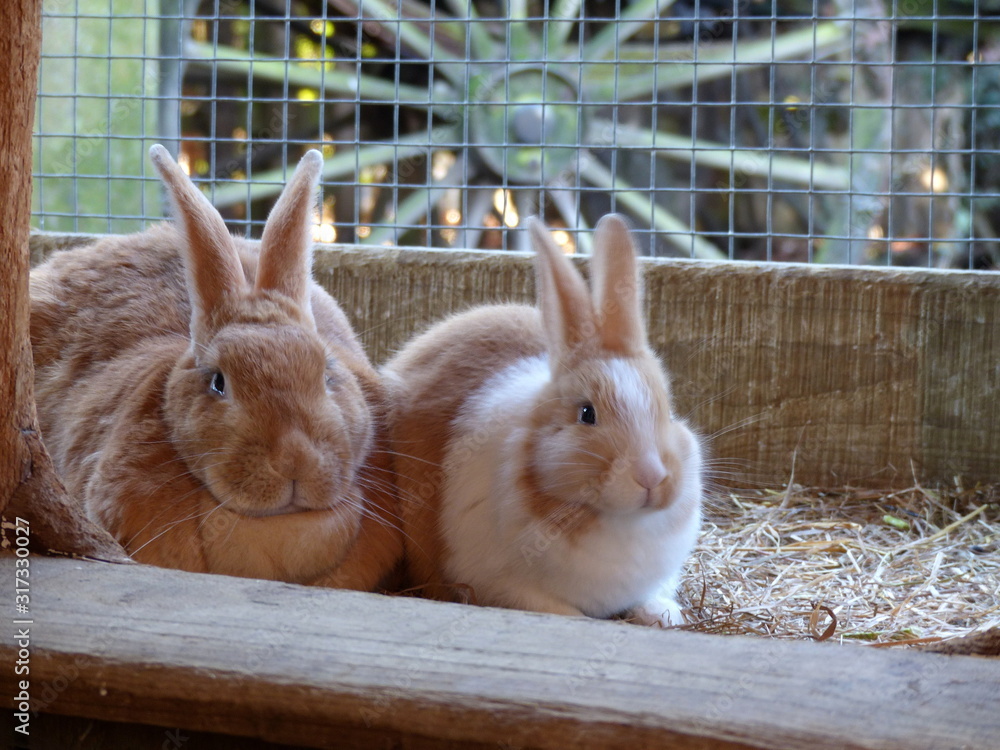 Obraz premium two rabbits in cage 