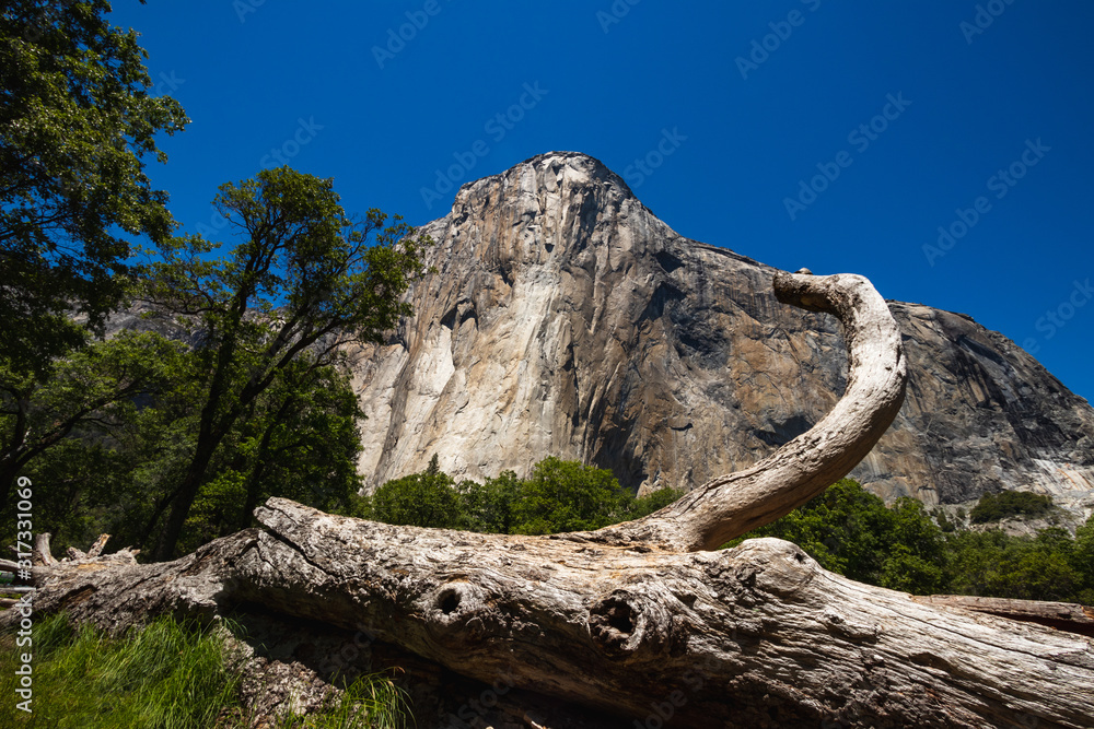 The iconic El Capitan from below during the sunny summer day. Yosemite Valley is located in California in the USA