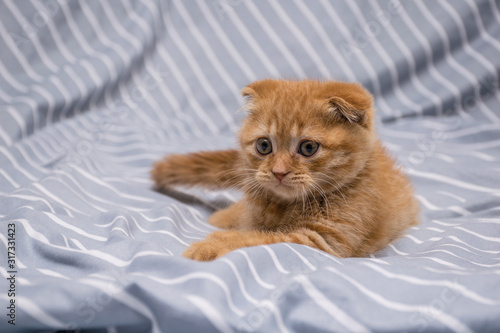 red lop-eared cat breed Scottish fold lies on a striped background