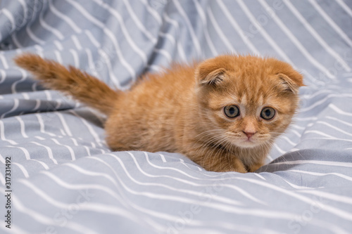 red lop-eared cat breed Scottish fold lies on a striped background