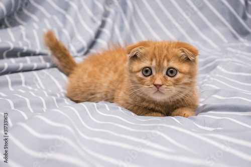 red lop-eared cat breed Scottish fold on a striped background