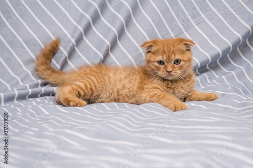 red lop-eared cat breed Scottish fold lies on a striped background