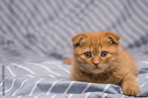 red lop-eared cat breed Scottish fold lies on a striped background