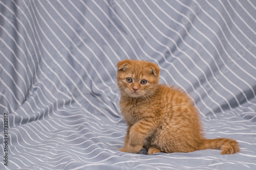 red lop-eared cat breed Scottish fold sits on a striped background