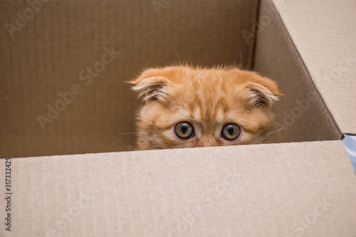 red lop-eared cat breed Scottish fold looks out of cardboard box, closeup