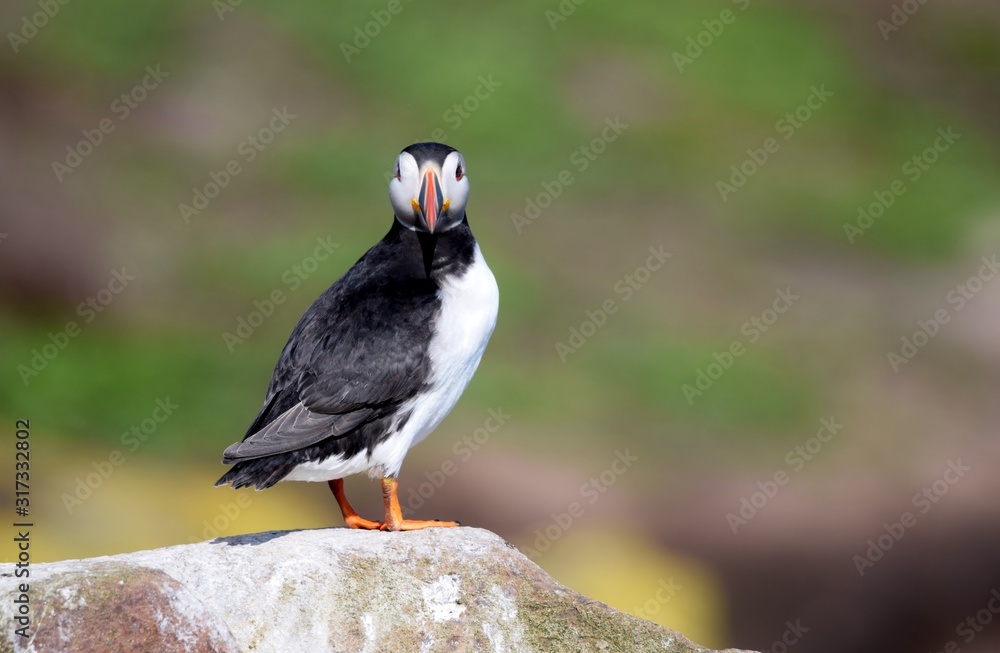 Fototapeta premium puffin on rock
