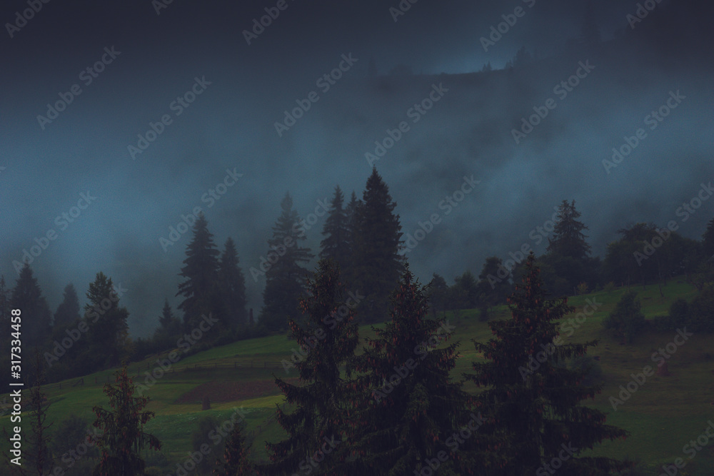 Mysterious foggy coniferous forest Mysterious foggy coniferous forest