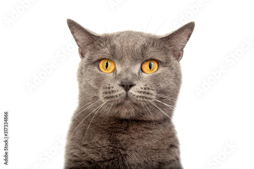 Pretty fluffy blue gray british cat isolated on the white © Liza