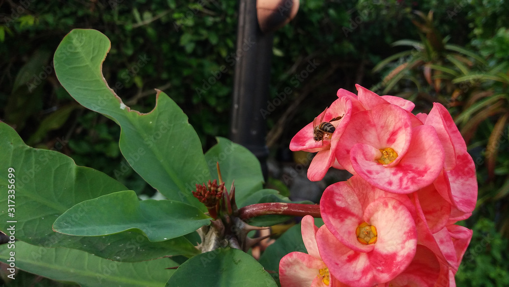 Honey bee in garden pollinating a spotted red euphorbia milii or crown of thorns flowers with blurred background Honey bee in garden pollinating a spotted red euphorbia milii or crown of thorns flowers with blurred background