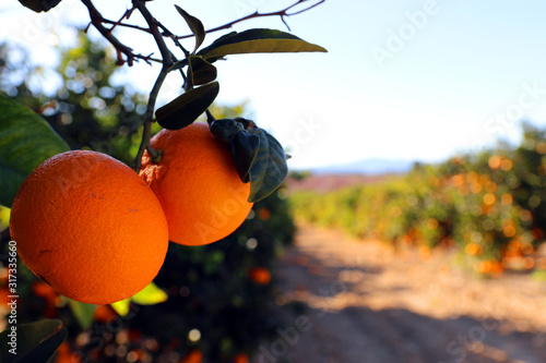 Orange trees in valencia spain photo