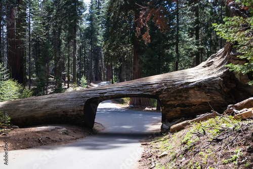 Tunnel Log is a well known touristic attraction in the Sequoia National Park in the U.S. state of California. Tourism in the USA