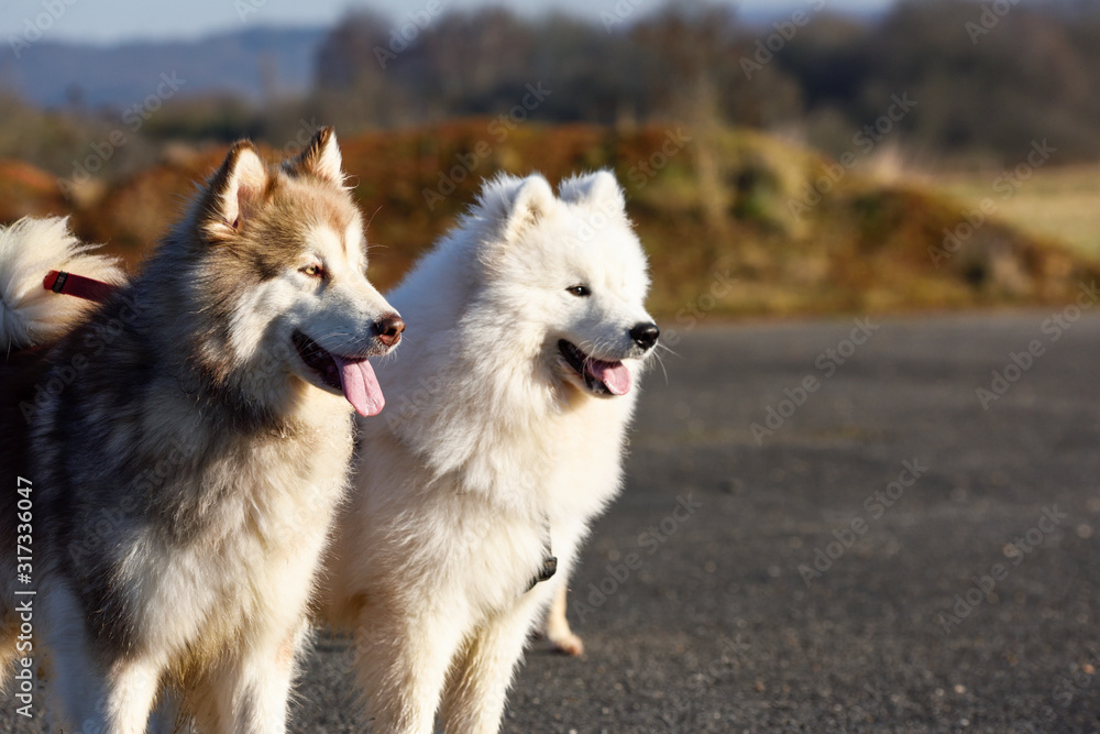 Fototapeta premium Alaskan Malamute and Samoyed Dogs Alert