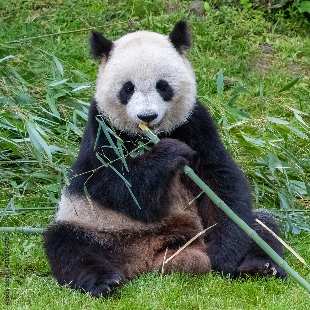 Fototapeta premium Young giant panda eating bamboo in the grass, portrait