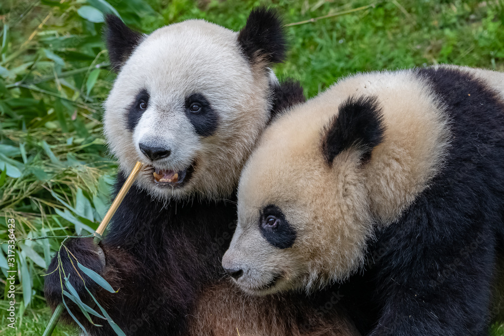 Obraz premium Giant pandas, bear pandas, mother and son together
