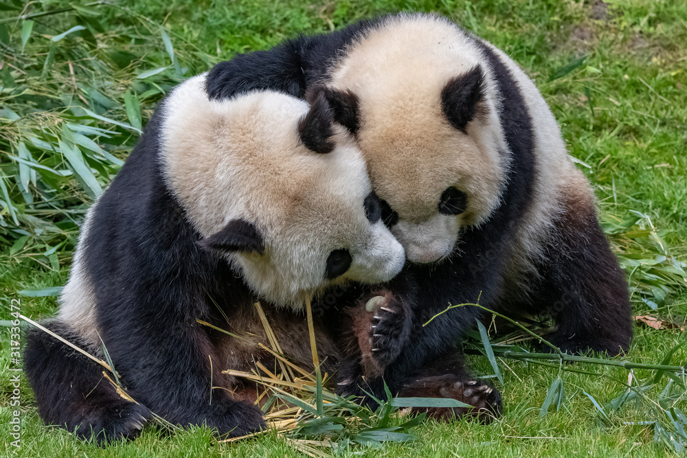Fototapeta premium Giant pandas, bear pandas, mother and son together
