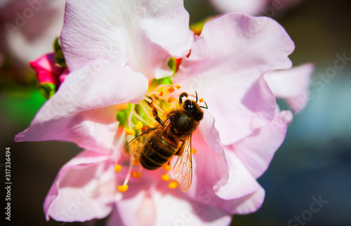 Bee and pink almond flower Close up
