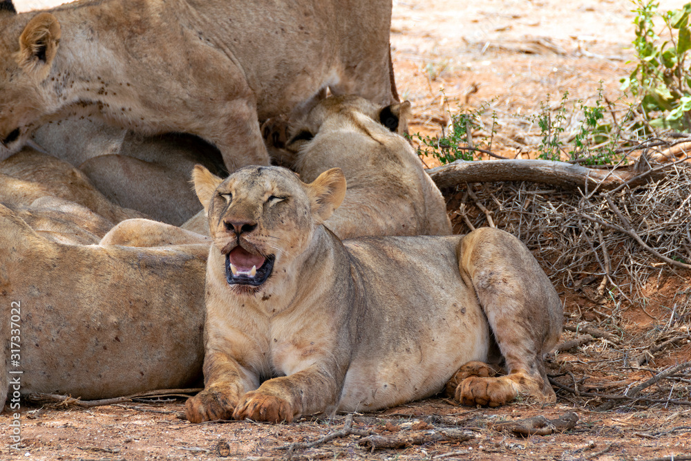 Naklejka premium Lions resting in the Savannah