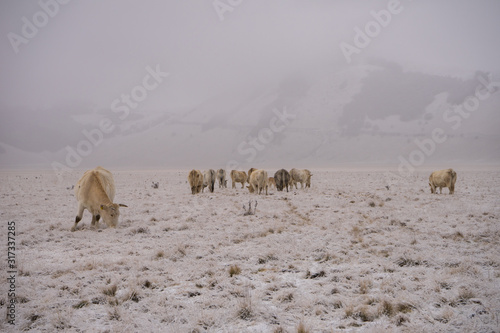 Strong cows grazing in the snow. Castelluccio  Norcia  Umbria  Italia