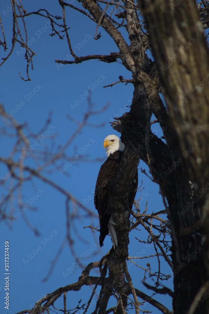 bald eagle in tree bald eagle in tree
