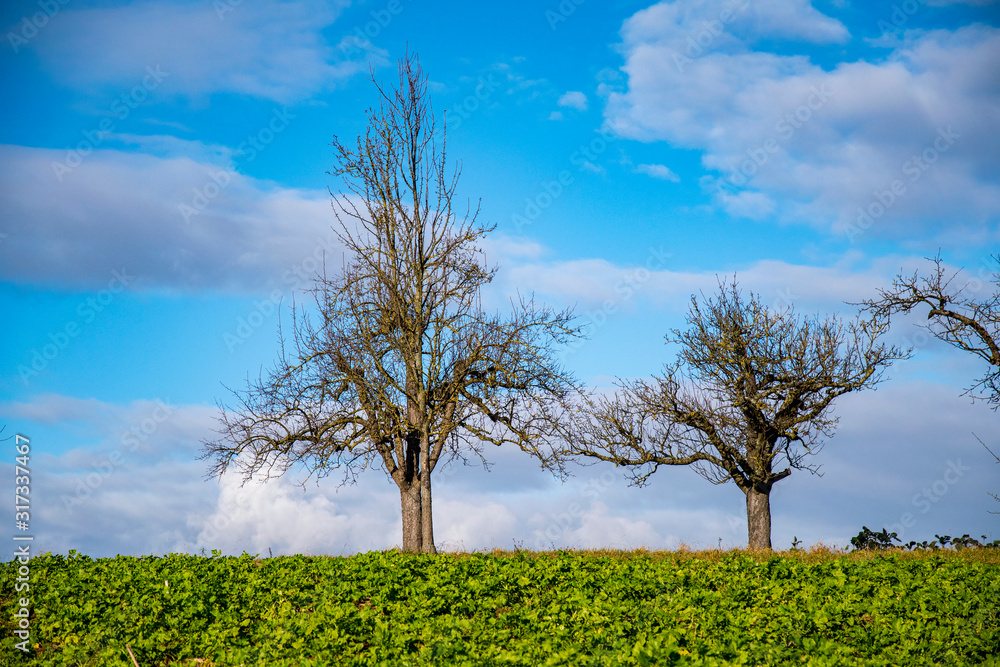 Obraz premium Tree without leaves on a meadow with blue sky with clouds