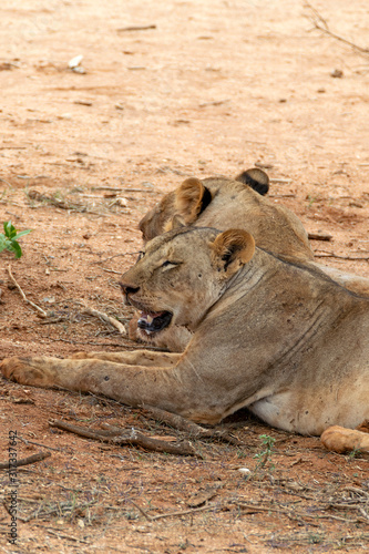 Lions resting in the Savannah