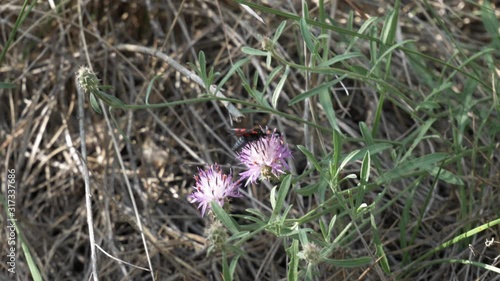 Schmetterling auf einer rosa lilanen Blume zwischen blass grünem Gras, in Frankreich