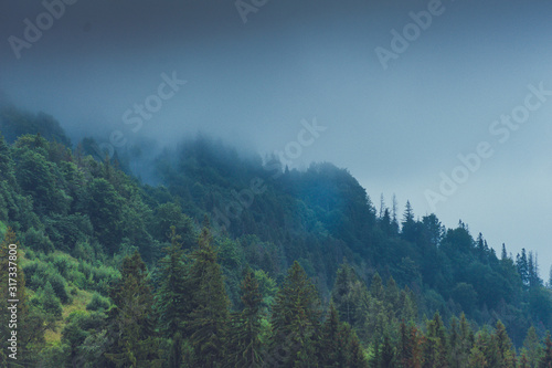 Mysterious foggy coniferous forest