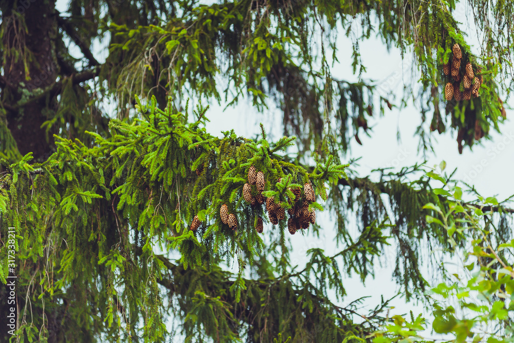 Fototapeta premium Coniferous trees in a rainy foggy forest