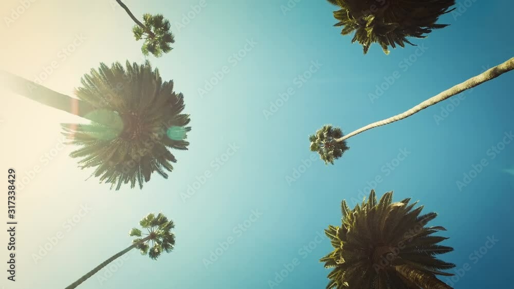 Palm trees passing by a sunny clear sky. Driving through the sunny Beverly Hills. Los Angeles, California.