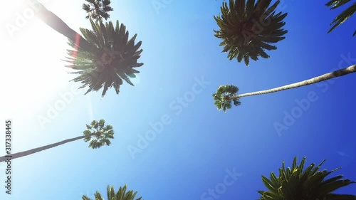 Palm trees passing by a sunny clear sky. Driving through the sunny Beverly Hills. Los Angeles, California. 