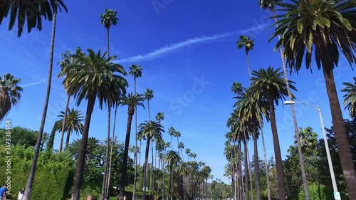 Palm trees on Beverly Hills. Los Angeles, California. Clear summer sky. 