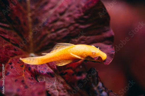 Yellow Ancistrus albino in a freshwater aquarium.