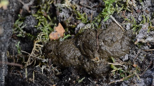 European badger (Meles meles) fresh droppings / poo at latrine