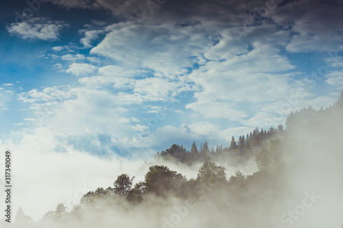 Mysterious foggy coniferous forest